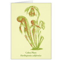 Arte botánico del californica del Darlingtonia Felicitaciones