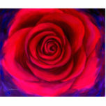 Arte de la flor del rosa rojo - multi escultura fotografica
