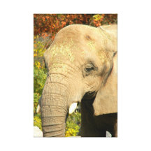 Arte de la lona del elefante africano lona estirada galerías