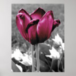 Arte del tulipán poster
