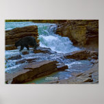 Arte escénico del oso negro y de la fauna de la ca poster