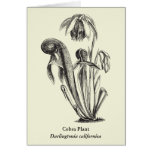 Arte floral de la planta carnívora tarjetas