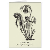 Arte floral de la planta carnívora tarjetas