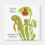 Arte floral de la planta de la cobra imanes  