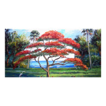 Arte real del árbol de Poinciana Tarjetas Fotograficas Personalizadas