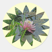 Artículos de coordinación rosados del lirio de agu etiquetas  