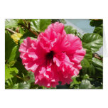 Artículos rojos del hibisco felicitación