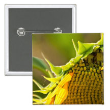 Ascendente cercano del girasol pins