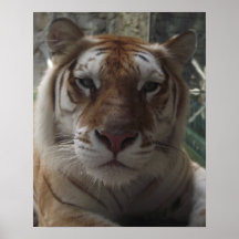 Ascendente cercano del tigre impresiones