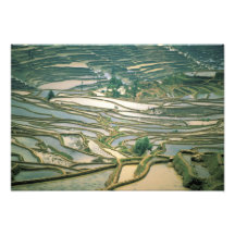 Asia, China. Las terrazas inundadas del arroz acer Arte Fotográfico