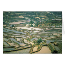 Asia, China. Las terrazas inundadas del arroz acer Felicitación
