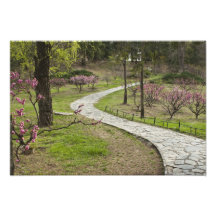 Asia, China, Pekín. Flores de la primavera adelant Arte Fotografico