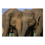 Asia, la India, parque nacional de Nargahole. Indi Arte Con Fotos