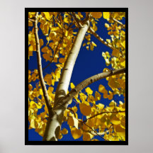 Aspen de oro impresiones