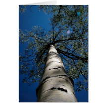 Aspen y cielo azul tarjetón