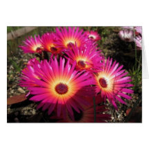 aster 4 felicitación