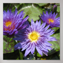 Aster azul poster