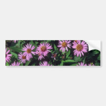 Aster de centro amarillo blanco de la lavanda, (as etiqueta de parachoque