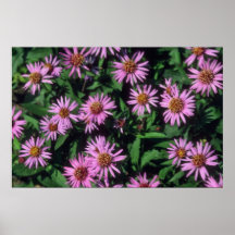 Aster de centro amarillo blanco de la lavanda, (as posters