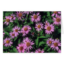Aster de centro amarillo blanco de la lavanda, (as felicitacion 