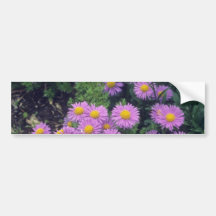 Aster de Dunkle Schone de la lavanda, (aster Alpin Pegatina De Parachoque
