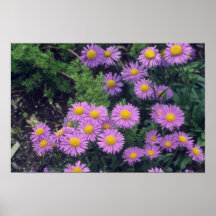Aster de Dunkle Schone de la lavanda, (aster Alpin Posters