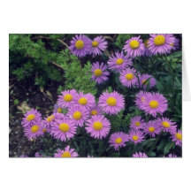 Aster de Dunkle Schone de la lavanda, (aster Alpin Felicitación