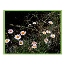 Aster de Fleabane Postales