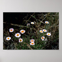 Aster de Fleabane Poster