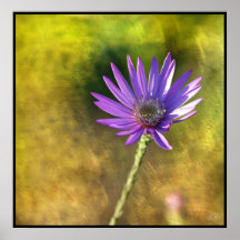Aster de Georgia en la impresión ligera de oro del