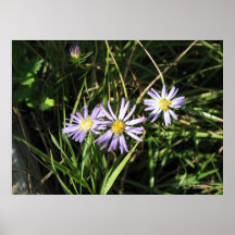 Aster de la sabana impresiones