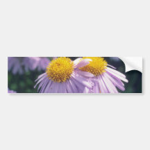 Aster de Napsbury de la lavanda, (aster Tongolensi Etiqueta De Parachoque