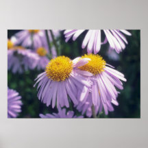 Aster de Napsbury de la lavanda, (aster Tongolensi Impresiones