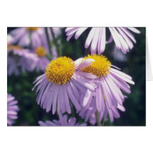 Aster de Napsbury de la lavanda, (aster Tongolensi Tarjeton