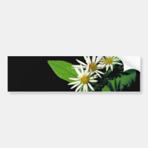 Aster del castillo de la roca etiqueta de parachoque