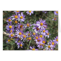 Aster desconocido, parque nacional de secoya felicitaciones