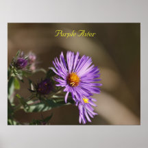 Aster púrpura impresiones