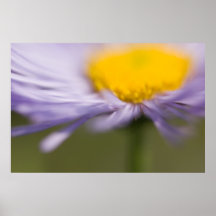 Aster púrpura • Poster