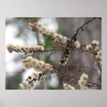 Aster salvaje Seedheads Posters