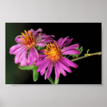 Aster sedoso impresiones