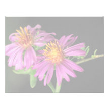 Aster sedoso invitación