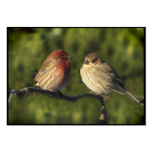 ATC de los Lovebirds Tarjeta Personal