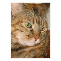 atc del aceo del gato del canela plantillas de tarjetas de visita