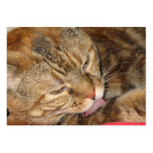 atc del aceo del gato del canela tarjeta de visita