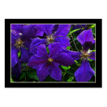 ATC del Clematis púrpura Tarjetas De Visita