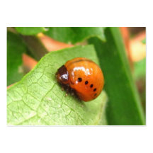 ATC del ~ de la larva del escarabajo del Milkweed Tarjetas De Visita