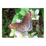 ATC del ~ de la mariposa de Diana Tarjeta Personal