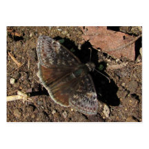 ATC del ~ de la mariposa de Duskywing Tarjeta De Negocio