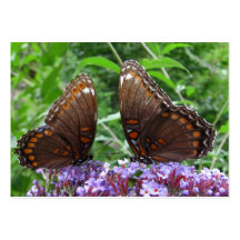 ATC del ~ de Sr. y de señora Butterfly Tarjetas Personales