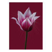 ATC del ~ del tulipán w/sunburst Tarjetas De Visita